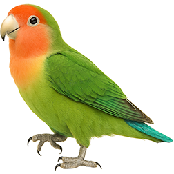 Peach-faced Lovebird